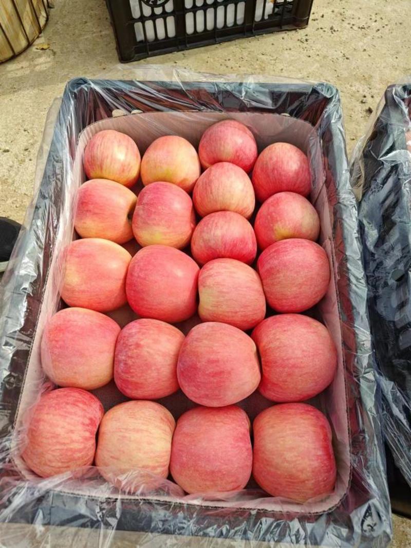 供应山东优质红富士苹果产地批发，品种齐全