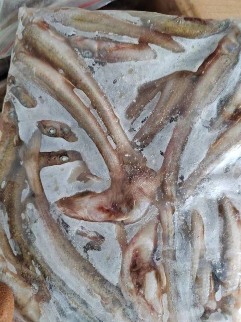 扒皮船丁鱼大量有货欢迎咨询
