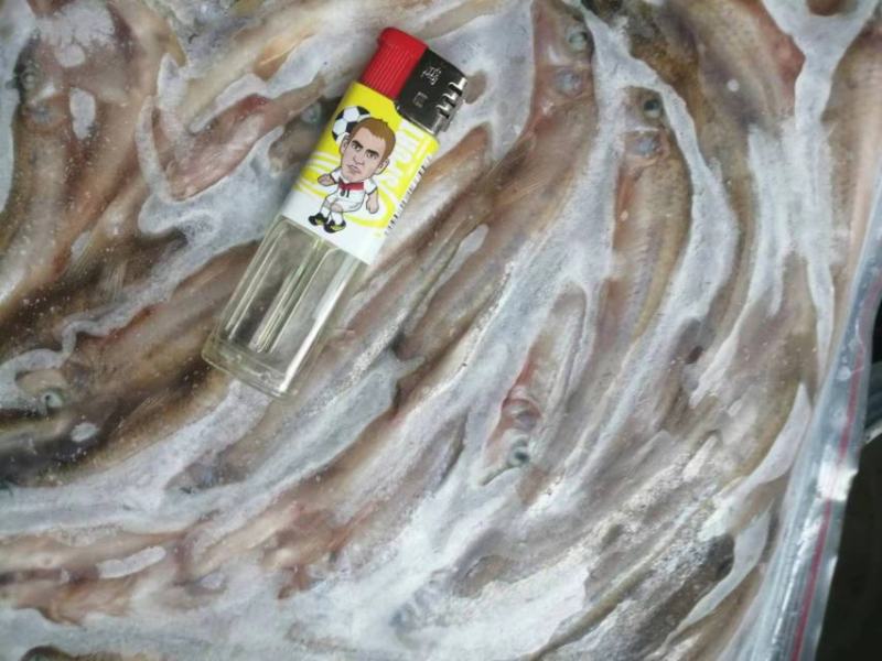 扒皮船丁鱼大量有货欢迎咨询