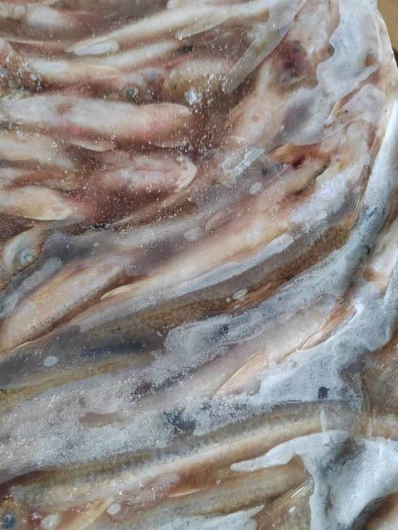扒皮船丁鱼大量有货欢迎咨询