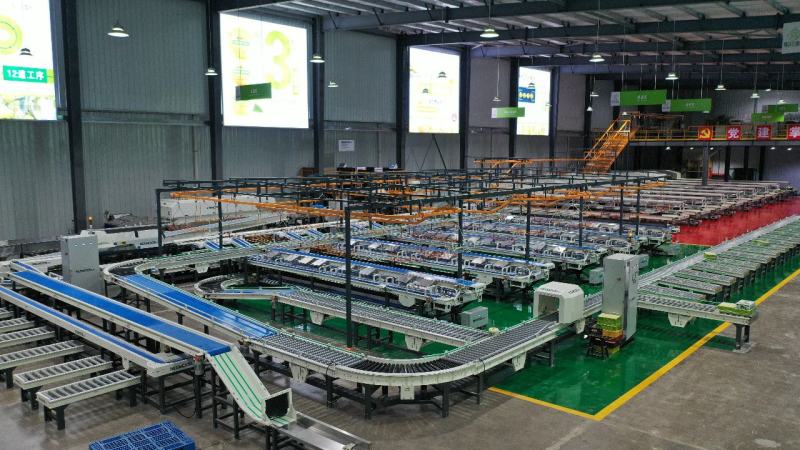 正宗山西隰县玉露香梨礼盒装整车