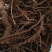 茜草野生通货茜草硬片无杂无土