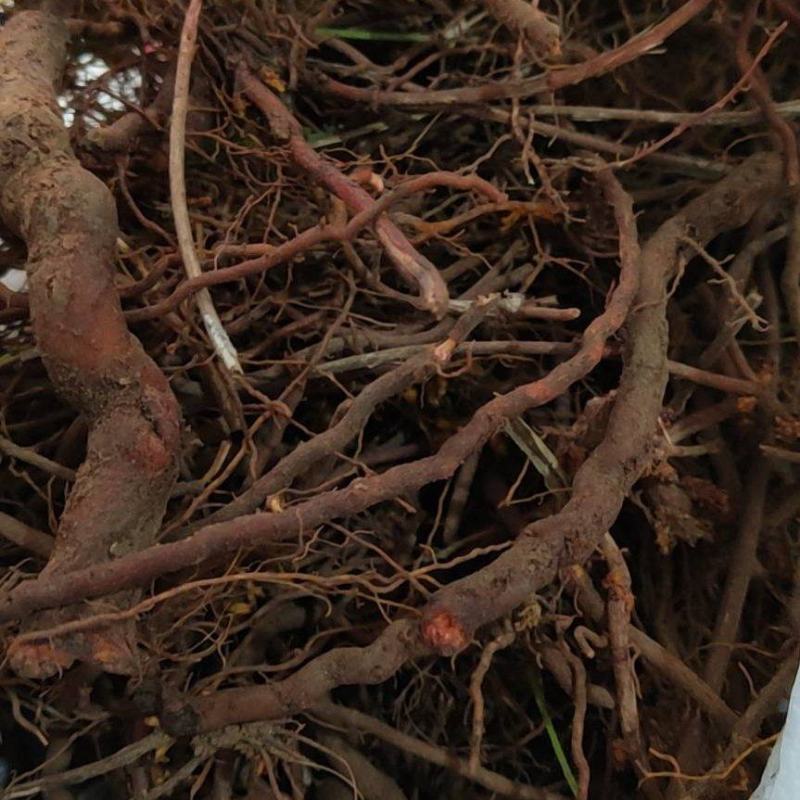 茜草野生通货茜草硬片无杂无土