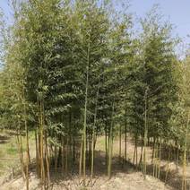 竹子，刚竹，紫竹常年海量销售(1-5公分)