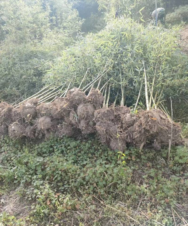 竹子，刚竹，紫竹常年海量销售(1-5公分)