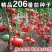 精品206粉果番茄种子大果型硬度大高产抗病无裂果基地种植