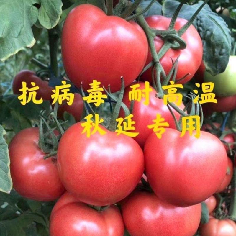 精品206粉果番茄种子大果型硬度大高产抗病无裂果基地种植