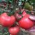 精品206粉果番茄种子大果型硬度大高产抗病无裂果基地种植