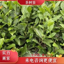 茶苗茶叶苗茶树，高度10公分以上各种规格和品种欢迎咨询