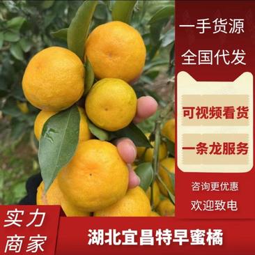 【实力商家】湖北宜昌特早蜜橘产地批发视频看货皮薄多