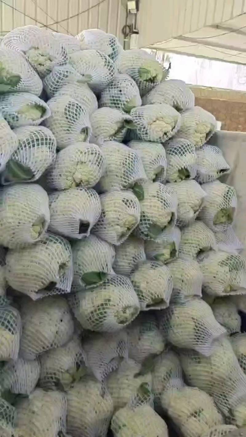 白面青梗松花菜散花2~3斤乳白