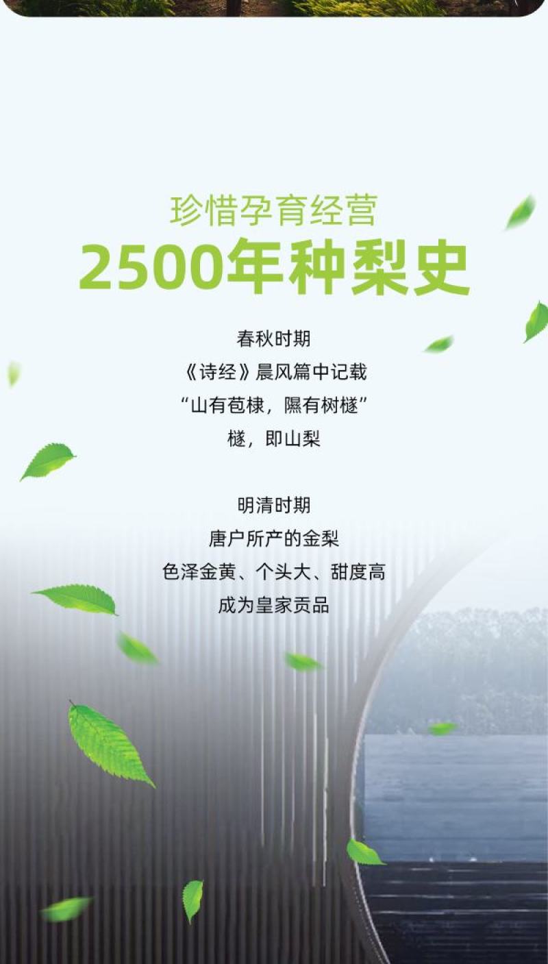 正宗山西隰县玉露香梨6颗7斤黄金款一件代发