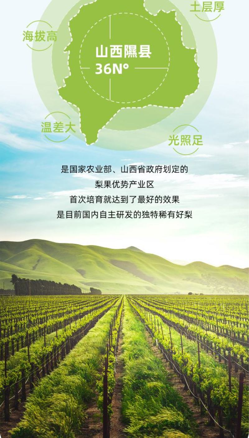 正宗山西隰县玉露香梨6颗7斤黄金款一件代发