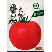 上海合作903大红番茄906种子918早熟高产春秋种大果