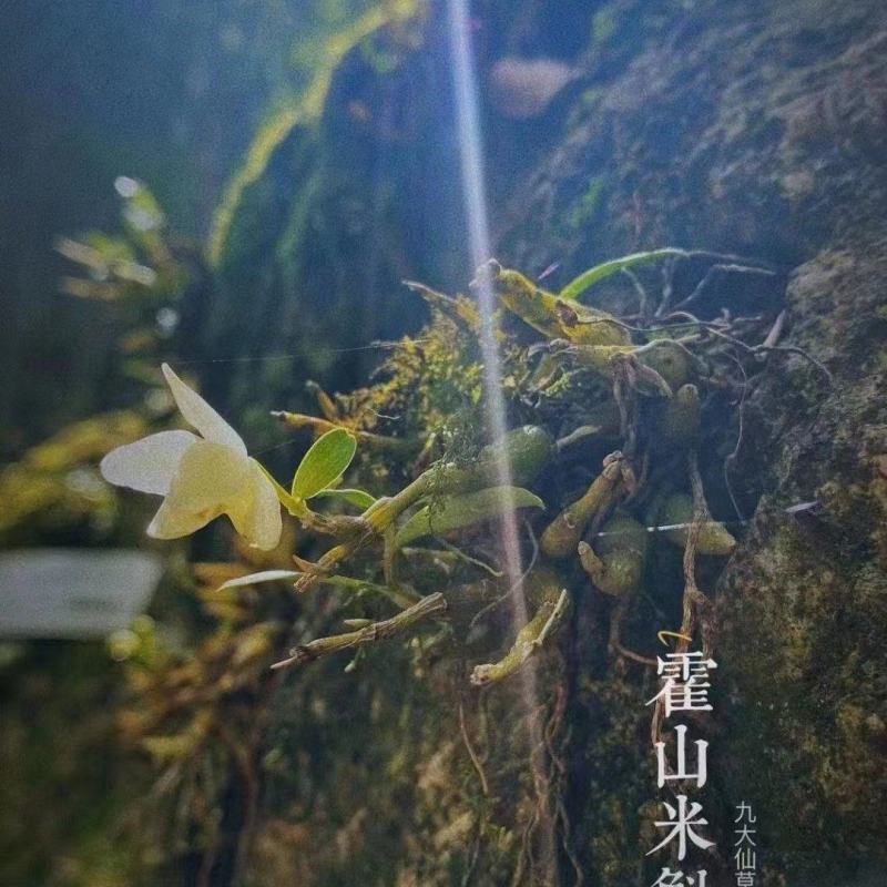 霍山米斛霍山石斛龙头凤尾烤干条