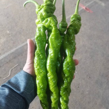 河南辣椒️，精品螺丝椒
