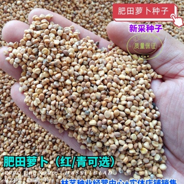 肥田萝卜种子果园天然优质绿肥种籽满园花茹菜饲肥兼用秋季