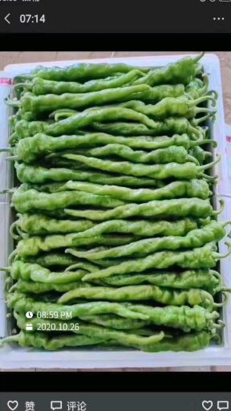 河南辣椒️，精品螺丝椒