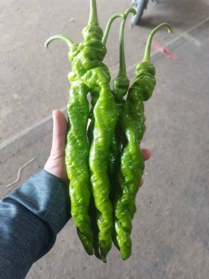 河南辣椒️，精品螺丝椒