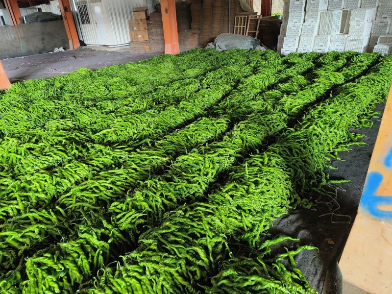 河南辣椒️，精品螺丝椒