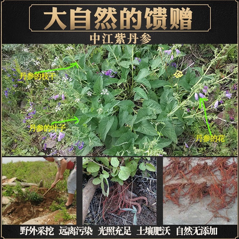 丹参片丹参云南野生紫丹参片货干净质量好