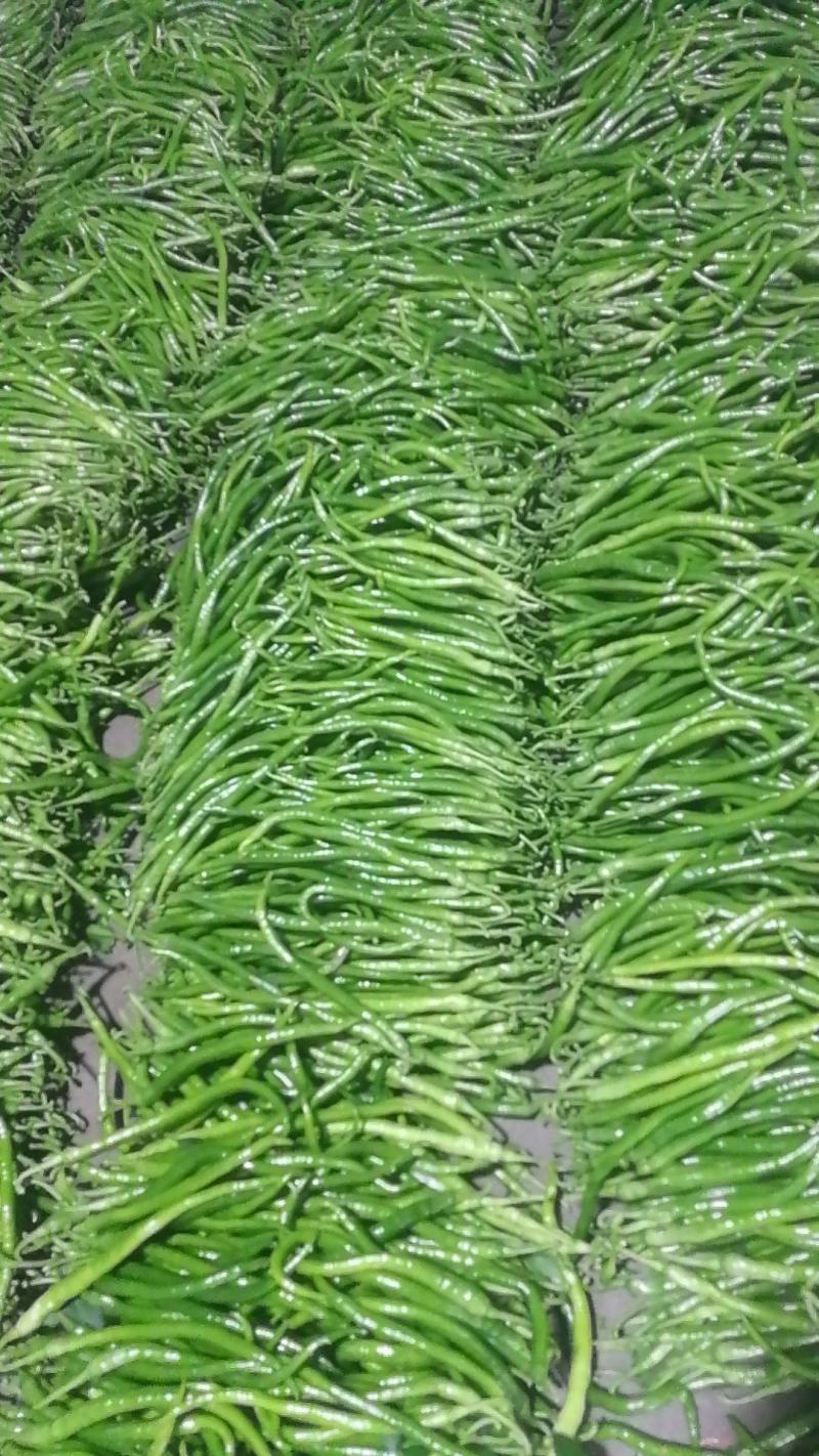 河南辣椒，精品线椒，青线、黄线椒