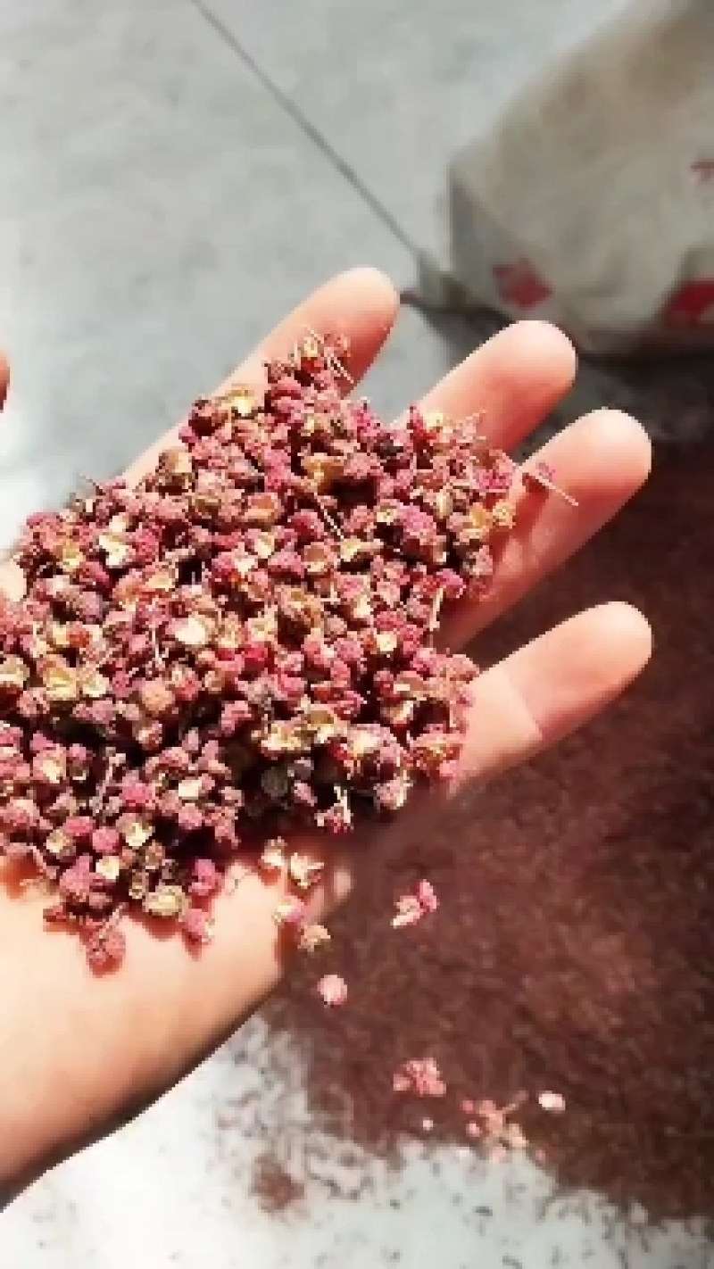 陕西渭南华州秦塬花椒农户一手货源。产地直销。麻香龙度大