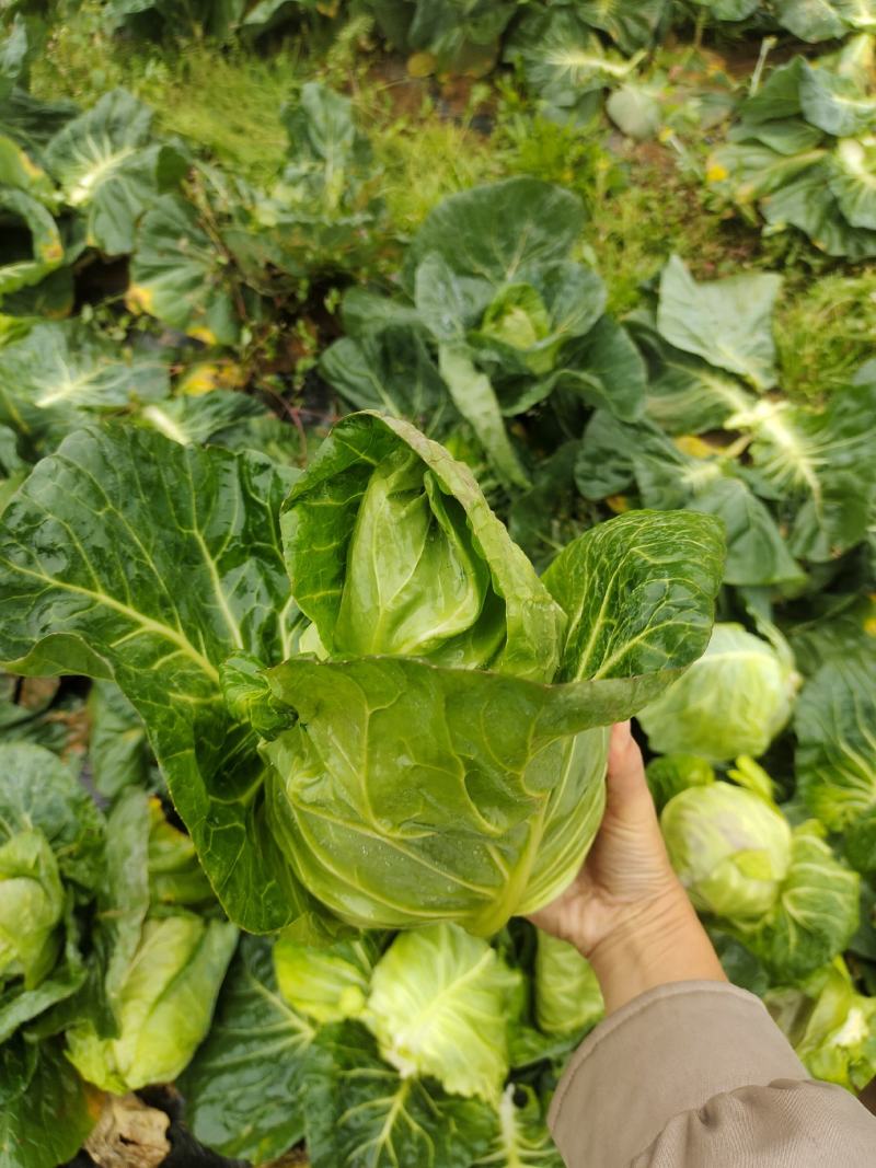 牛心白菜鸡心白菜甘蓝包菜牛心白菜千亩基地量大从优