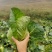 牛心白菜鸡心白菜甘蓝包菜牛心白菜千亩基地量大从优