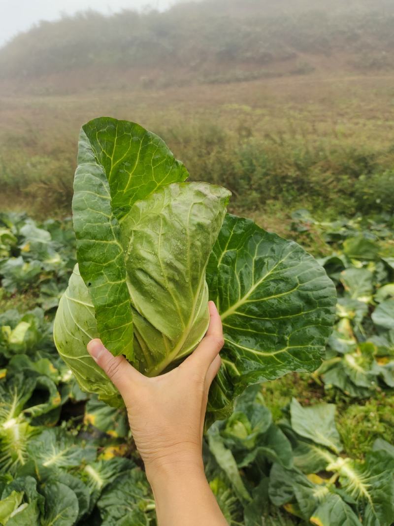 牛心白菜鸡心白菜甘蓝包菜牛心白菜千亩基地量大从优