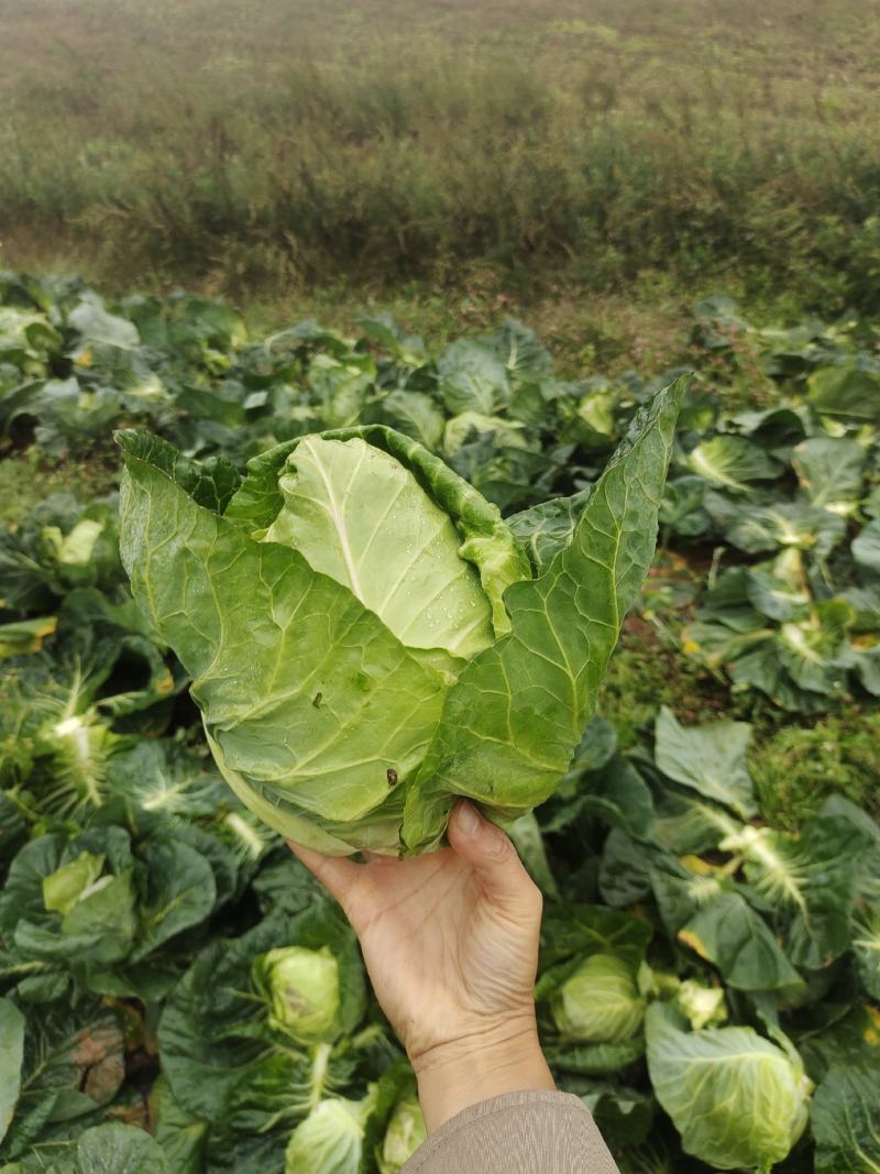 牛心白菜鸡心白菜甘蓝包菜牛心白菜千亩基地量大从优