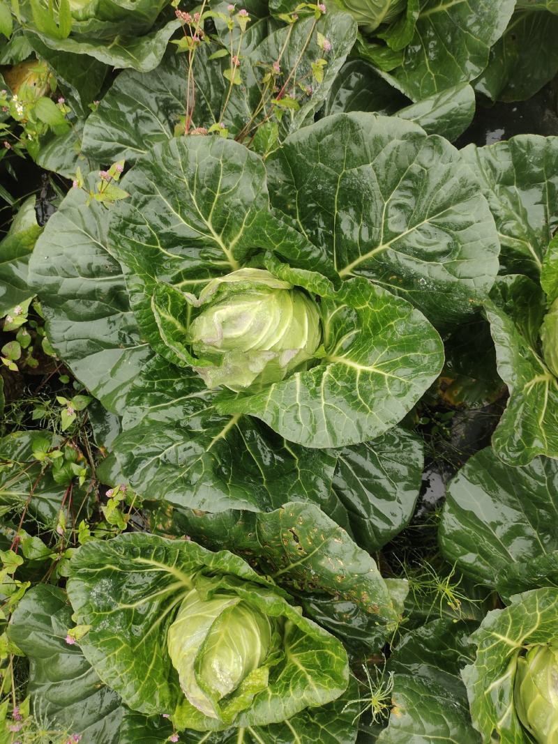 牛心白菜鸡心白菜甘蓝包菜牛心白菜千亩基地量大从优