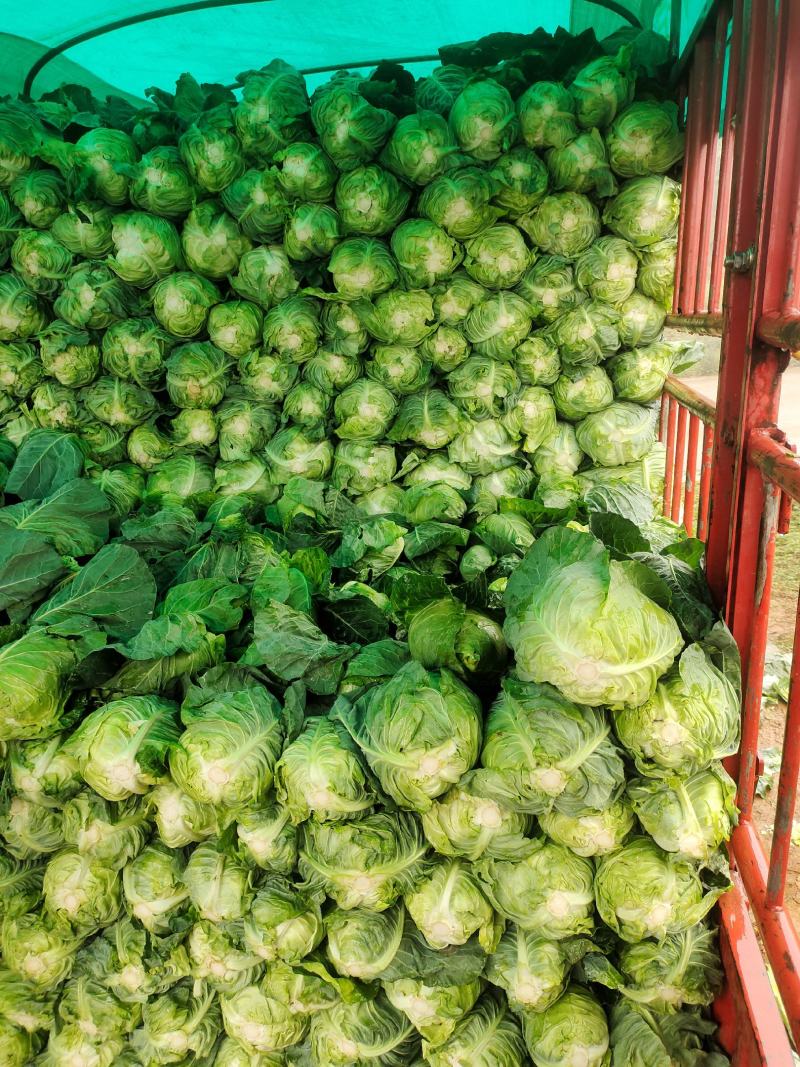 牛心白菜鸡心白菜甘蓝包菜牛心白菜千亩基地量大从优