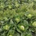 牛心白菜鸡心白菜甘蓝包菜牛心白菜千亩基地量大从优