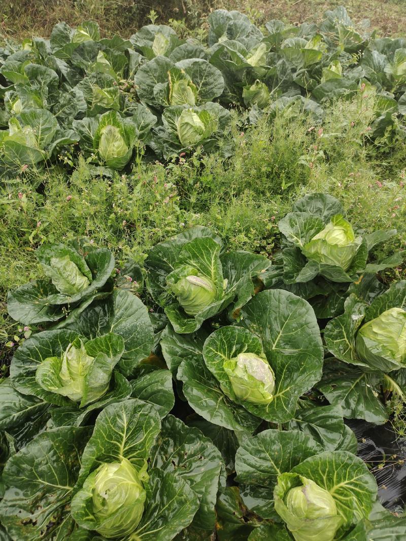 牛心白菜鸡心白菜甘蓝包菜牛心白菜千亩基地量大从优