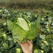 牛心白菜鸡心白菜甘蓝包菜牛心白菜千亩基地量大从优