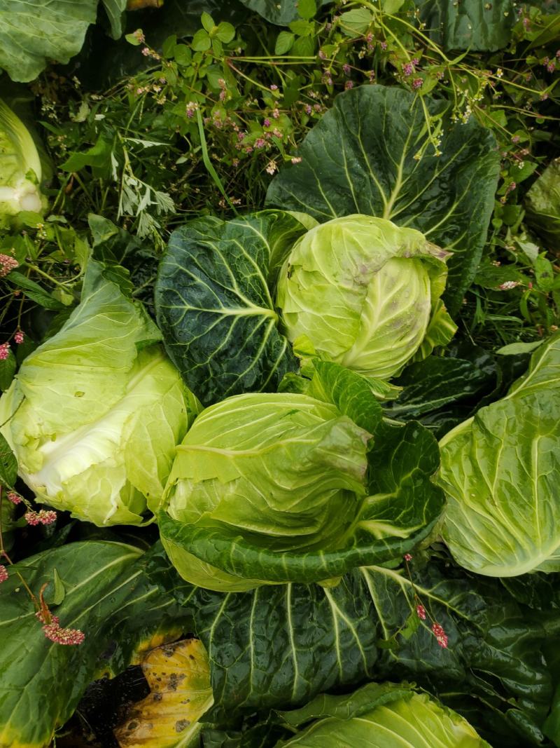 牛心白菜鸡心白菜甘蓝包菜牛心白菜千亩基地量大从优