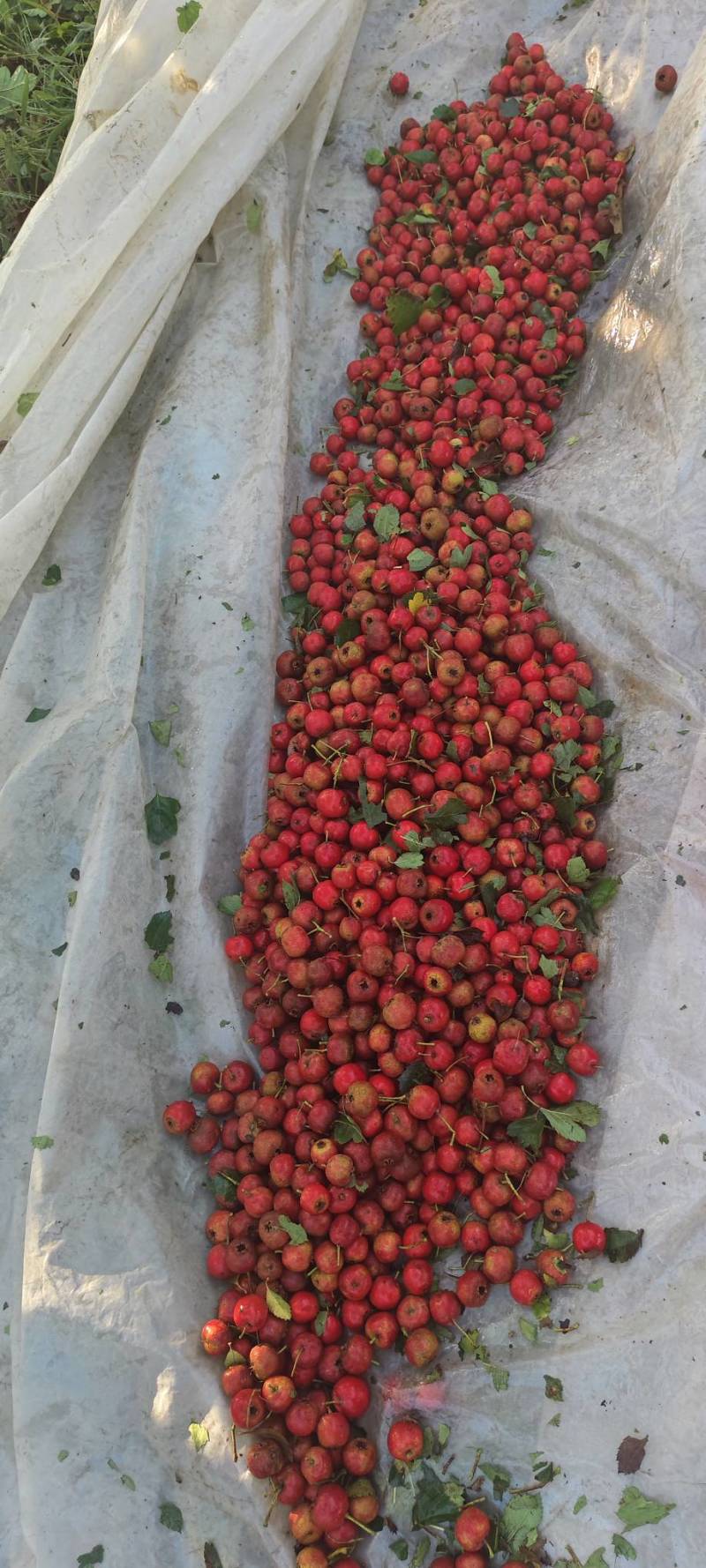 山楂打浆果特级食品果大金星歪把红沙土地种植果好色泽鲜