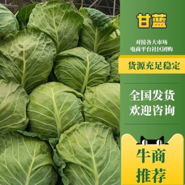 邯郸甘蓝,圆包菜,甘蓝,铁头,大扁,通通有货。