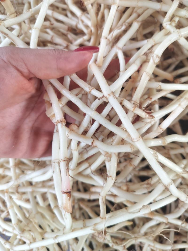 精品鱼腥草