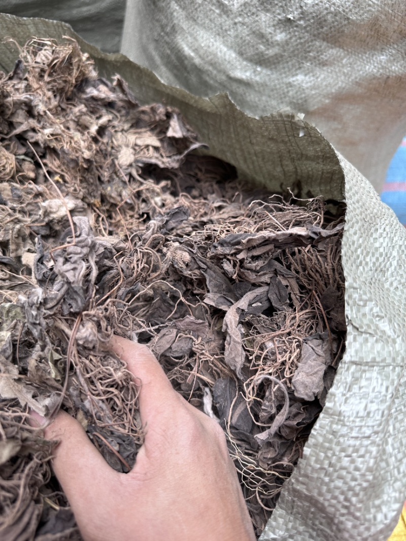 云南产地野生白头翁，一枝香