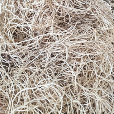精品鱼腥草