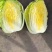 吉林白城黄心白菜大量上市4一5一6斤价格美丽量大从优