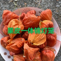 锦灯笼带果（烘干货）