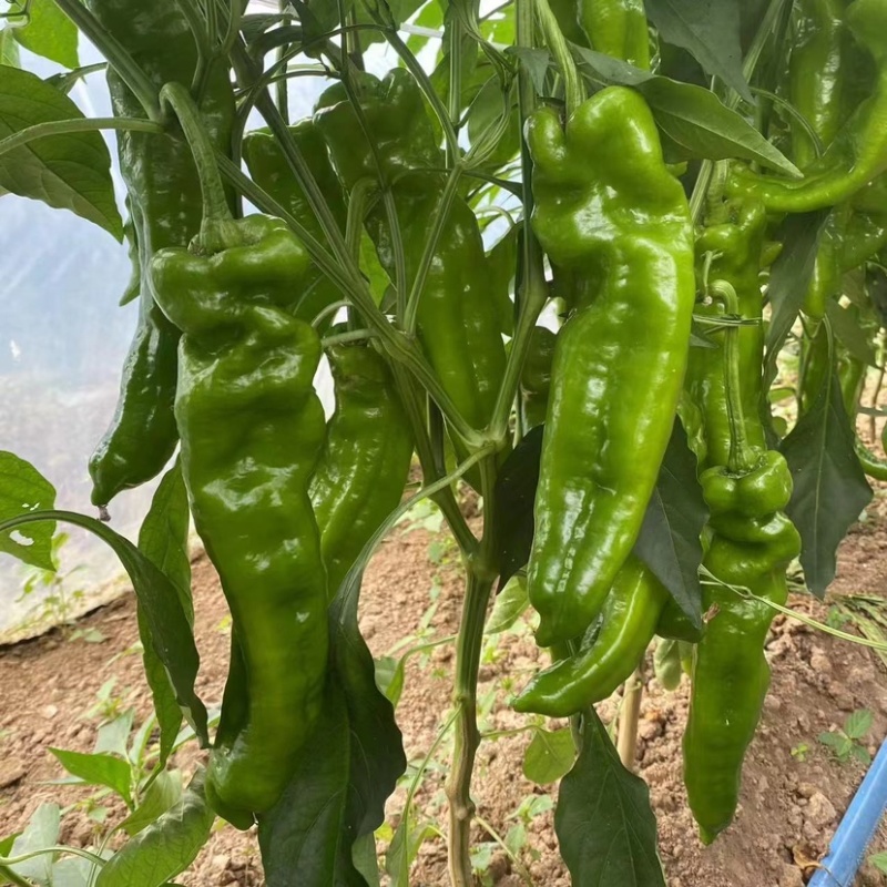 商丘夏邑301辣椒产地一手货源质量保证欢迎来电咨询