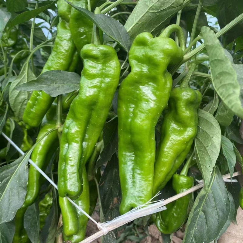 商丘夏邑301辣椒产地一手货源质量保证欢迎来电咨询