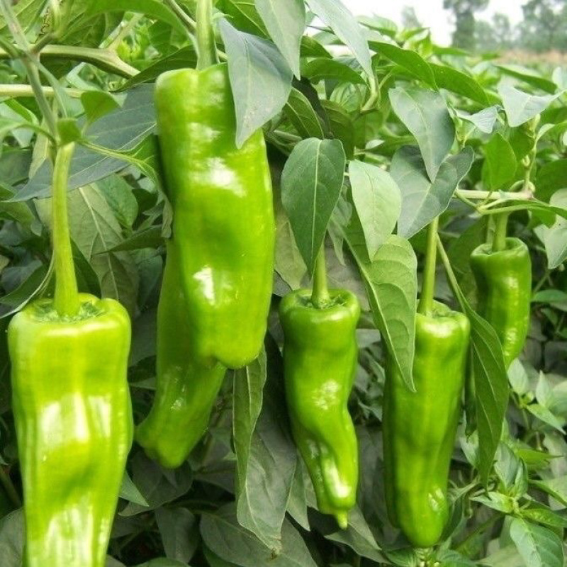 商丘夏邑301辣椒产地一手货源质量保证欢迎来电咨询
