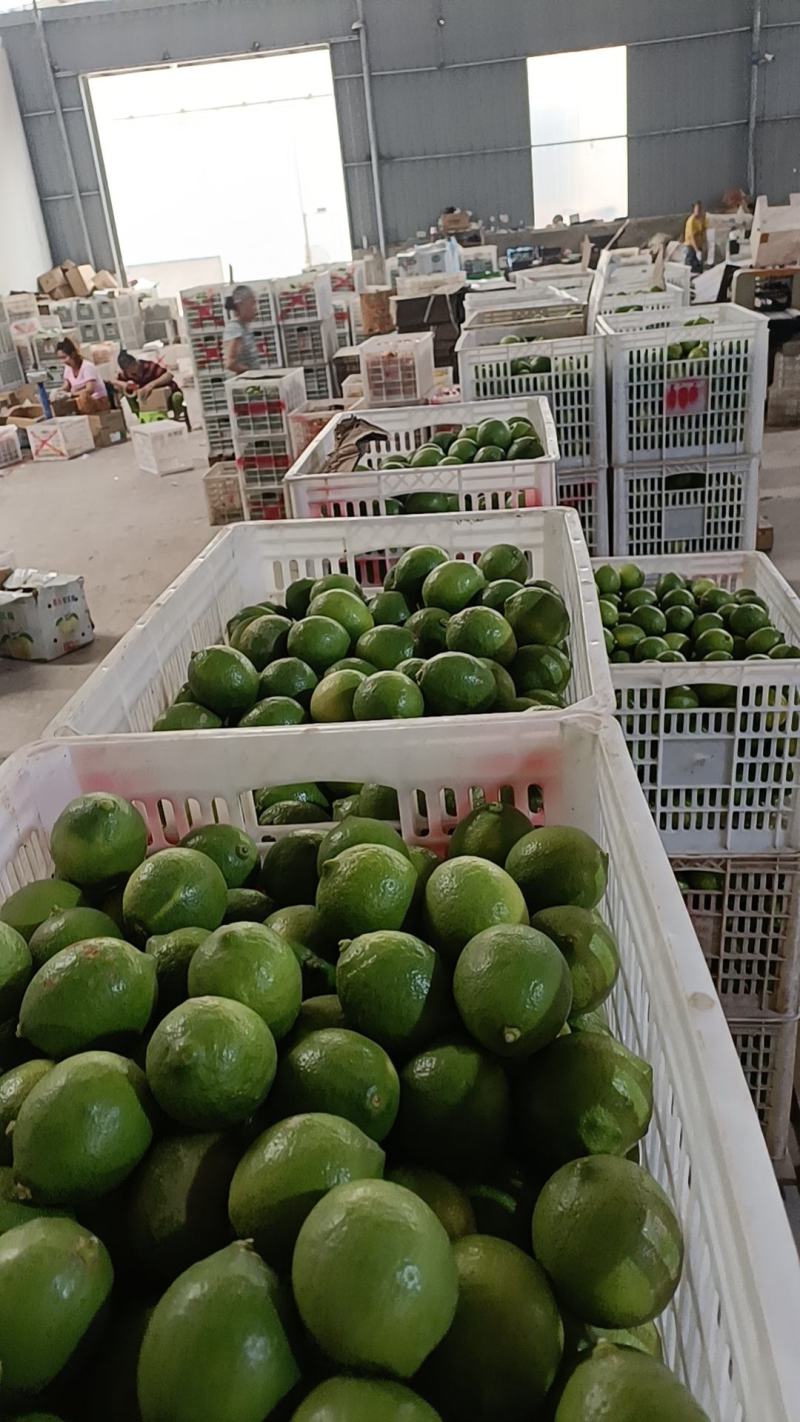 柠檬青柠檬