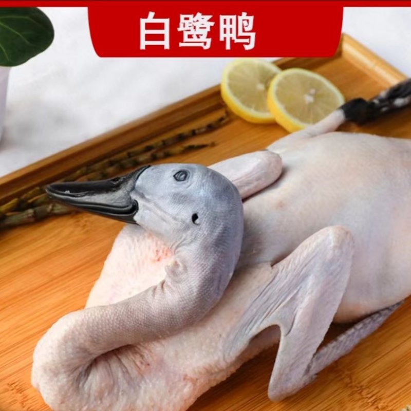福建连城白鹭鸭