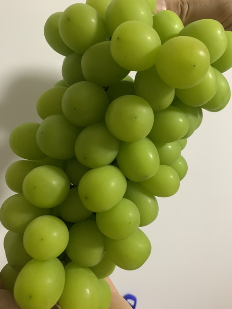 沂源县大颗粒脆甜阳光玫瑰